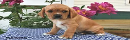 Mixed Breed dogs for sale: Cash - Ad 1