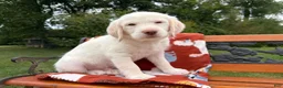 Labradoodle dogs for sale: Cash (Boy) - Ad 4