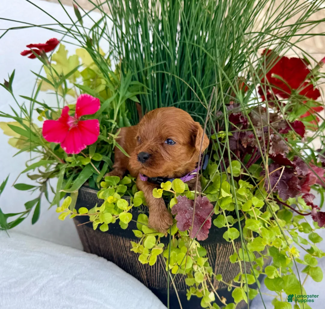 Cavapoo dogs for sale: Daisy - Ad 3