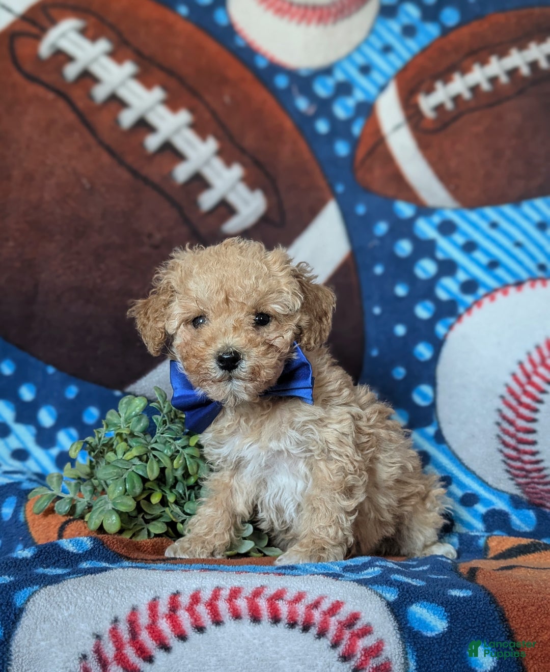 Miniature Poodle dogs for sale: Clark 9 lbs full grown - Ad 4