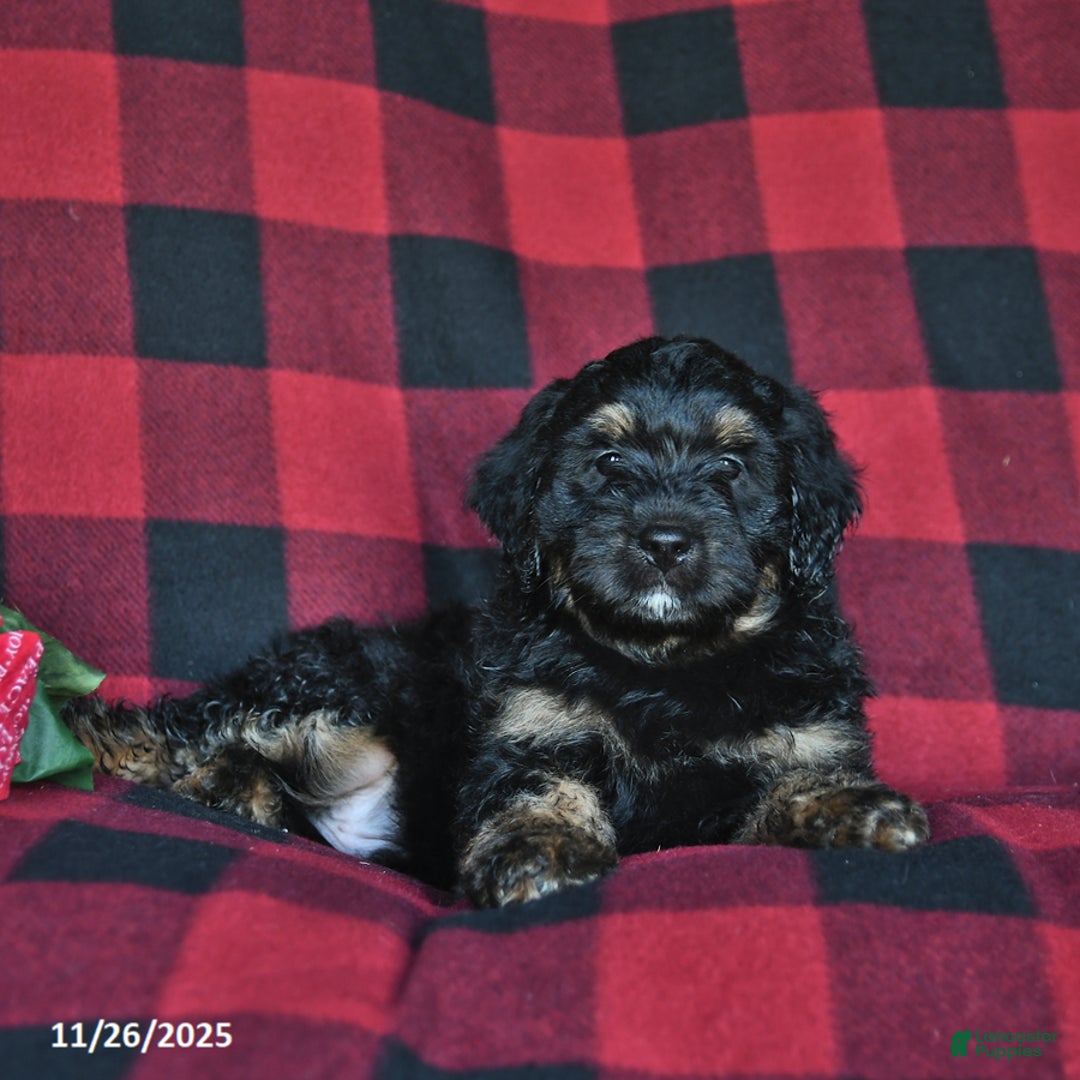 Mini Bernedoodle dogs for sale: Blitzen - Ad 4