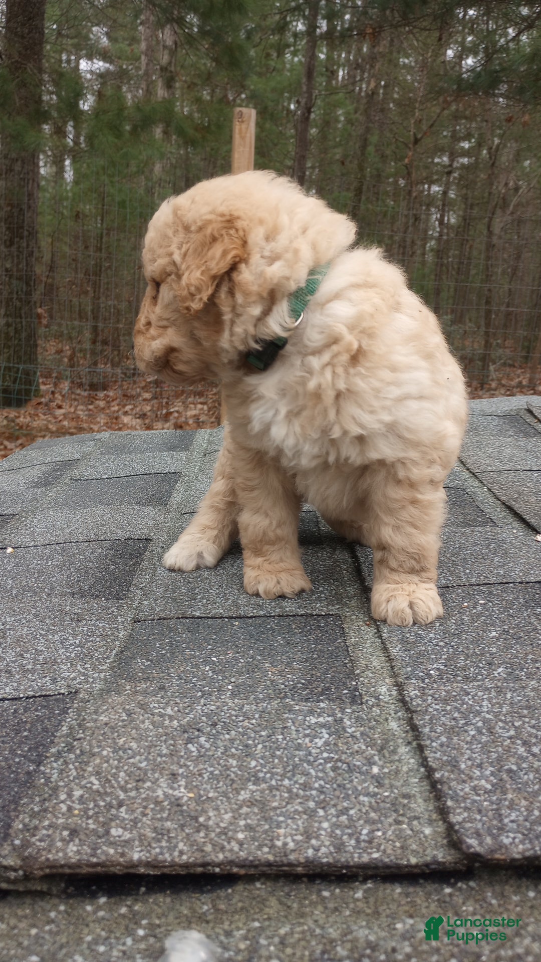 Bernedoodle dogs for sale: Bernedoodle "Boss" - Ad 4