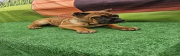 Cane Corso dogs for sale: MILO - Ad 5