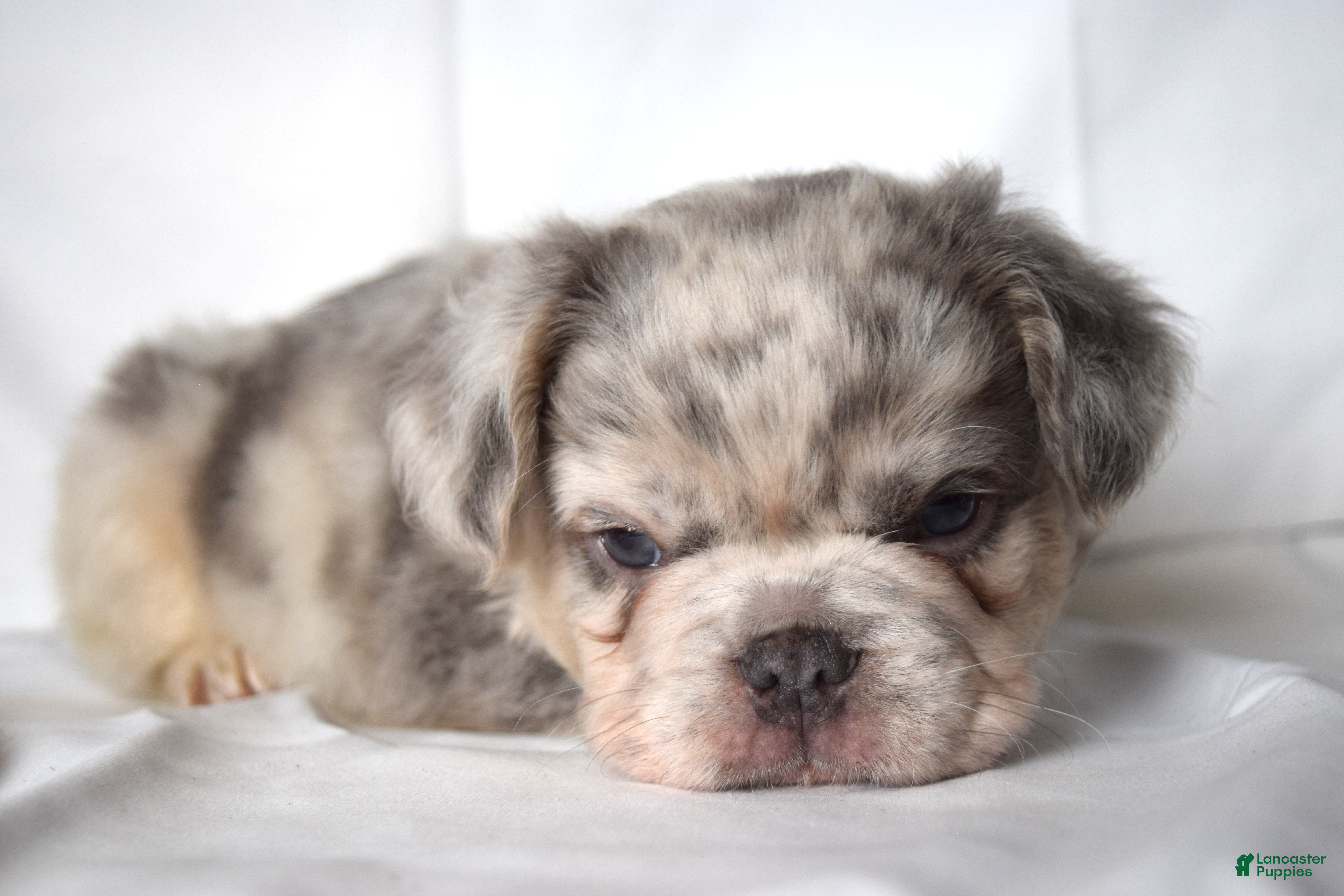 French Bulldog dogs for sale: Teddy - Ad 1