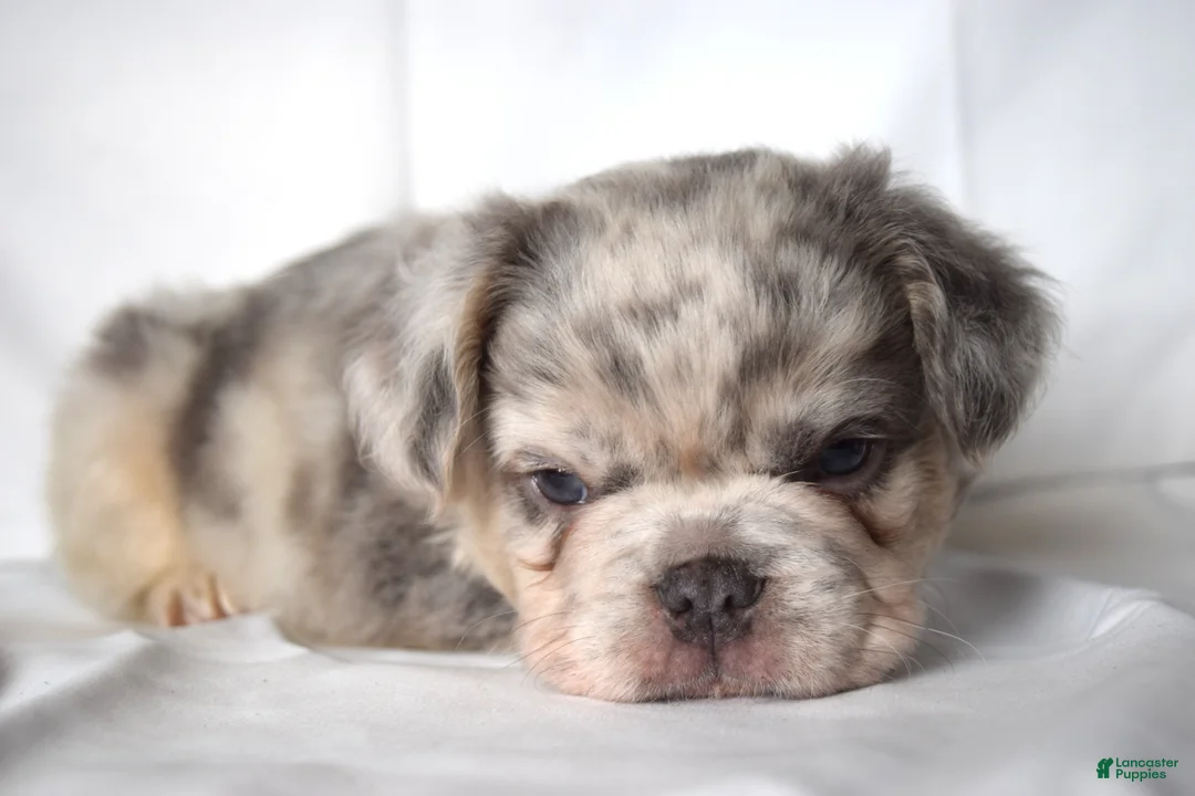 French Bulldog dogs for sale: Teddy - Ad 1