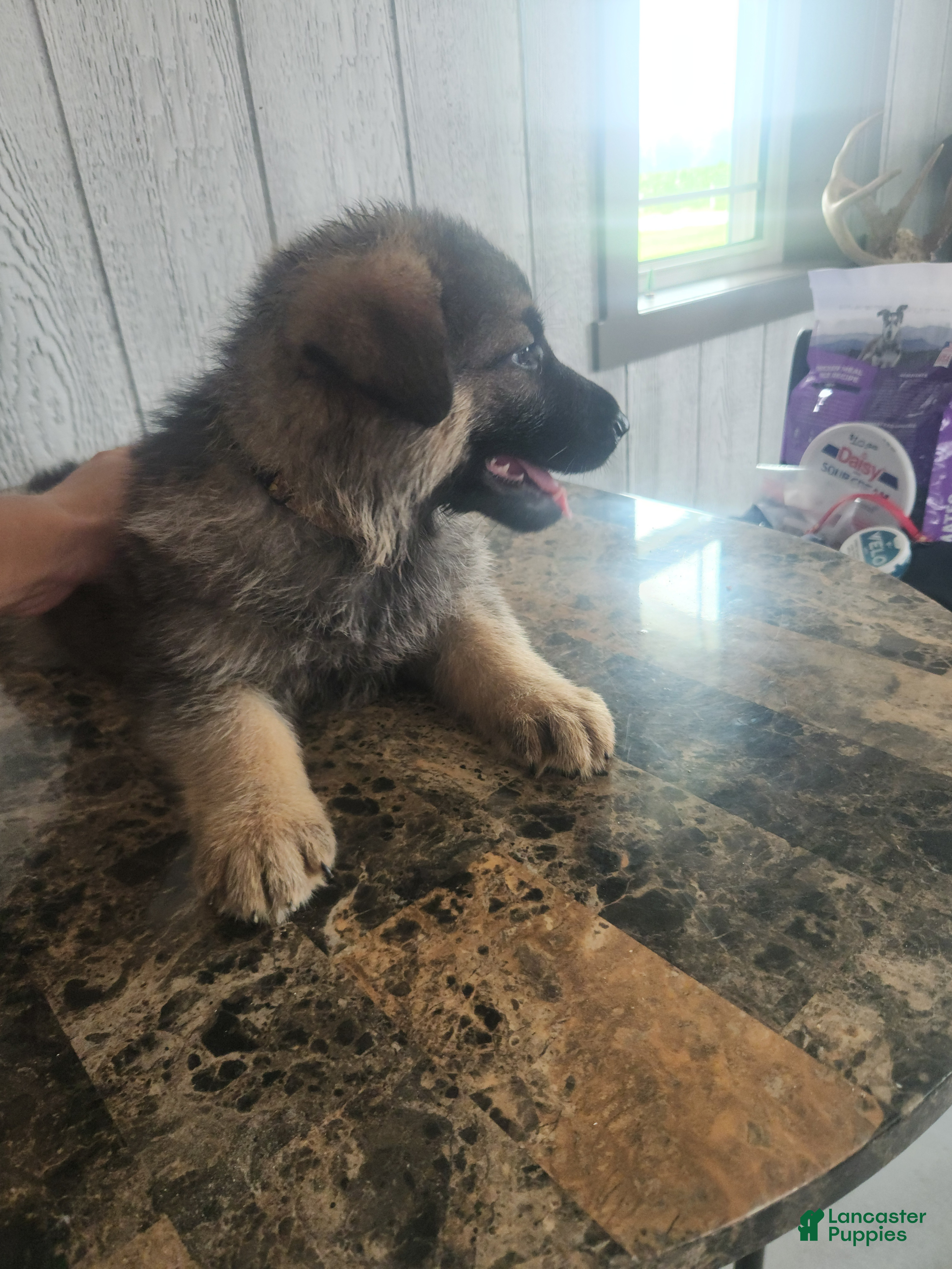 German Shepherd dogs Charlie - Ad 2