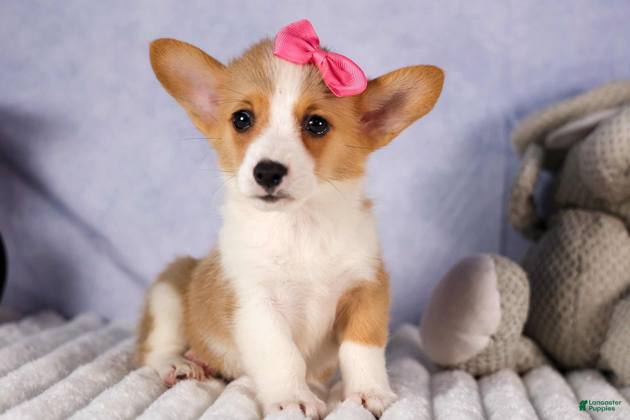 Welsh Corgi Pembroke dogs Callie  - Ad 2