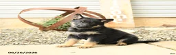 German Shepherd dogs for sale: Lance  - Ad 4