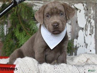 Labrador Retriever dogs - Ad 8