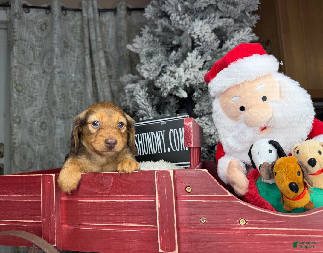 Miniature Dachshund dogs for sale: Green eyes- South african - Ad 4