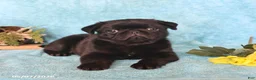 Pug dogs for sale: White Socks - Ad 4