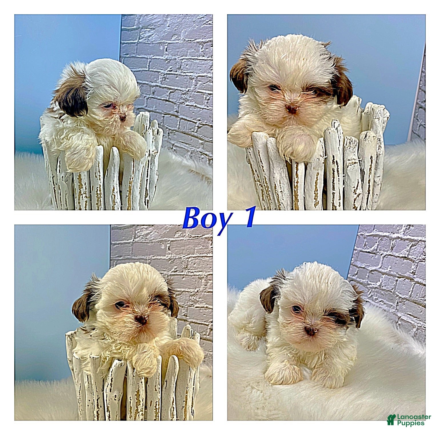 Shih Tzu dogs Shih Tzu Puppy 1 - Ad 1