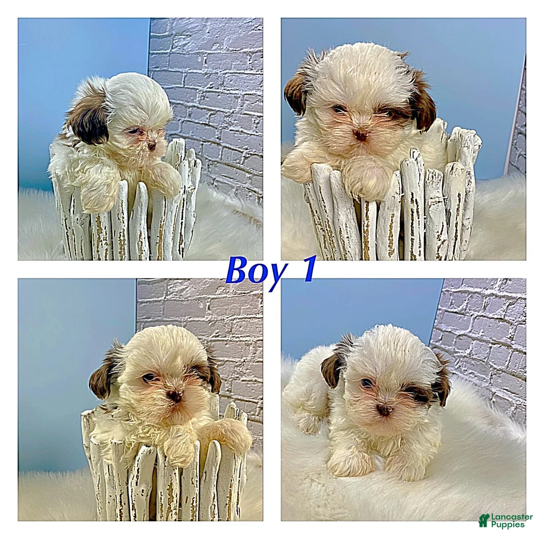 Shih Tzu dogs for sale: Shih Tzu Puppy 1 - Ad 1