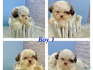 Shih Tzu dogs for sale: Shih Tzu Puppy 1 - Ad 3