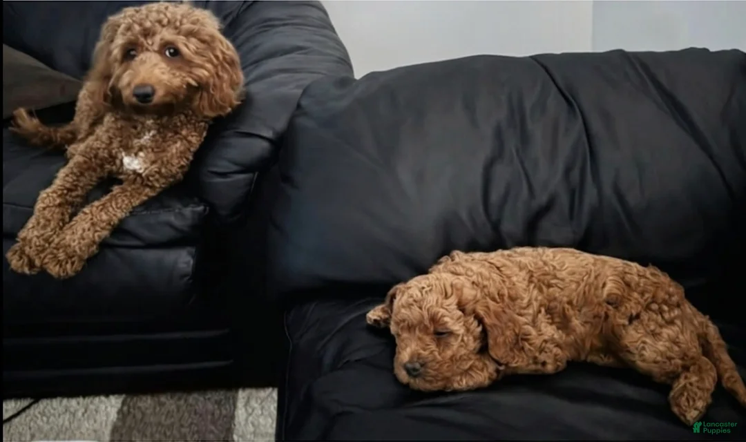 Mini Goldendoodle dogs for sale: Scarlett - Ad 2