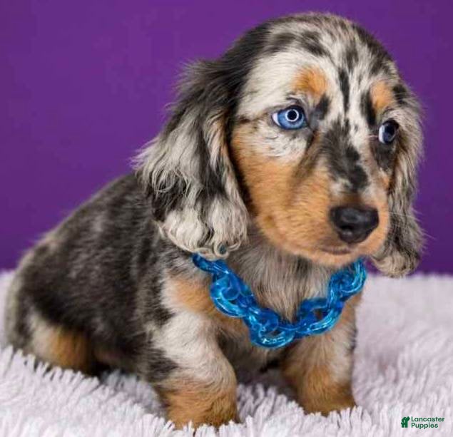 Dachshund dogs Dachshund 1 - Ad 2