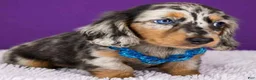 Dachshund dogs for sale: Dachshund 1 - Ad 2