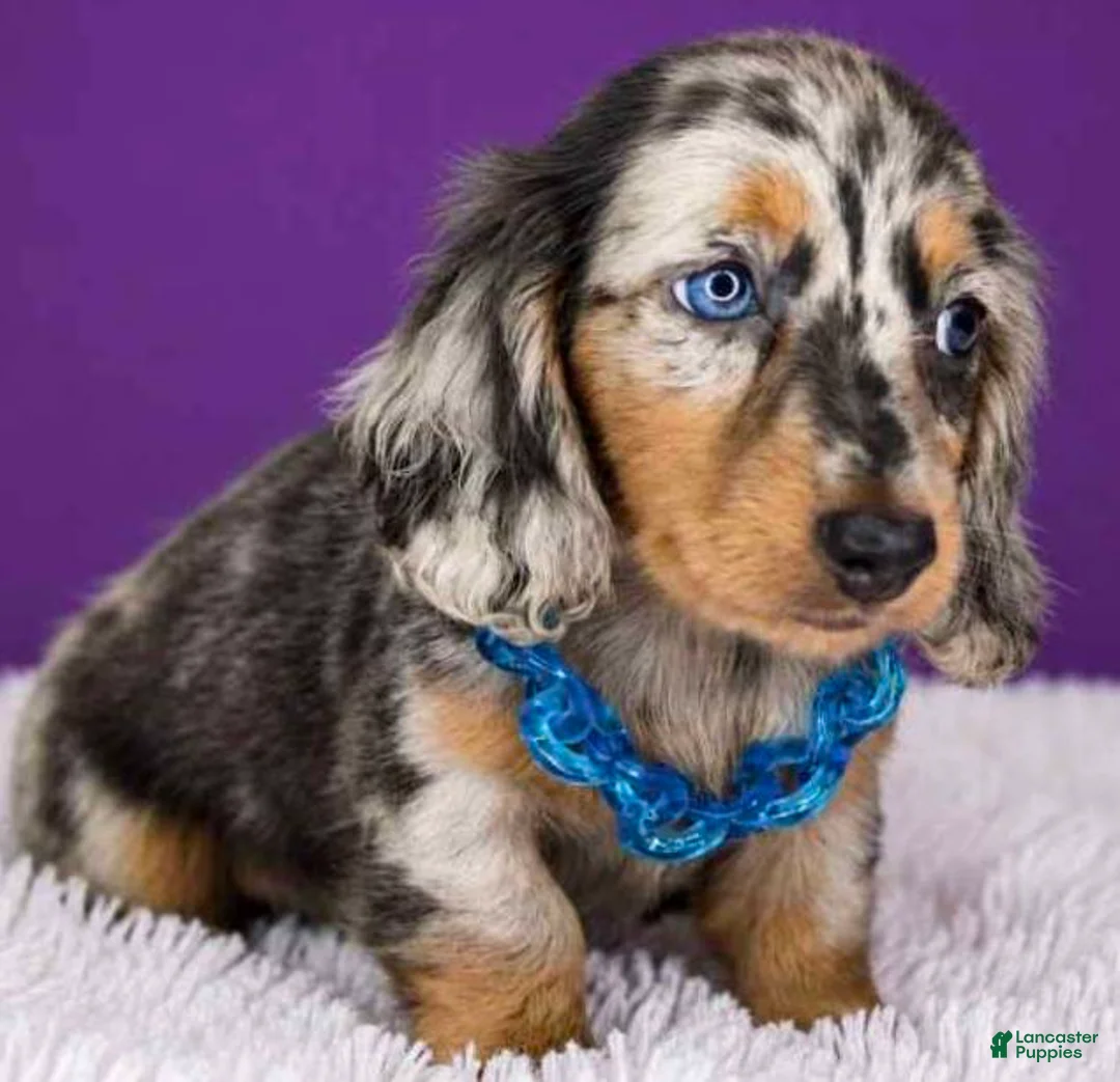 Dachshund dogs for sale: Dachshund 1 - Ad 2