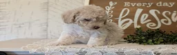 Maltipoo dogs for sale: Dash - Ad 5