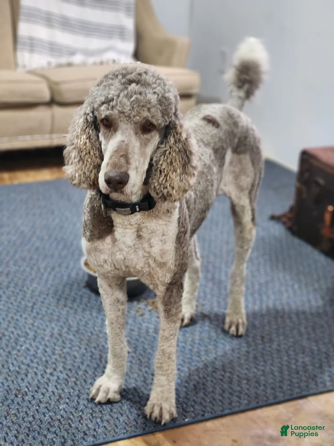Standard Poodle dogs for sale: Champ - Ad 1