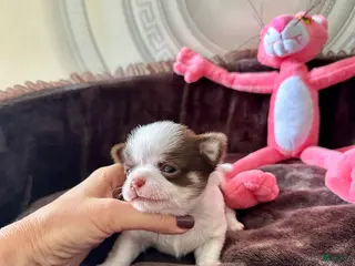 Chihuahua dogs Chihuahua Puppy 1 - Ad 13