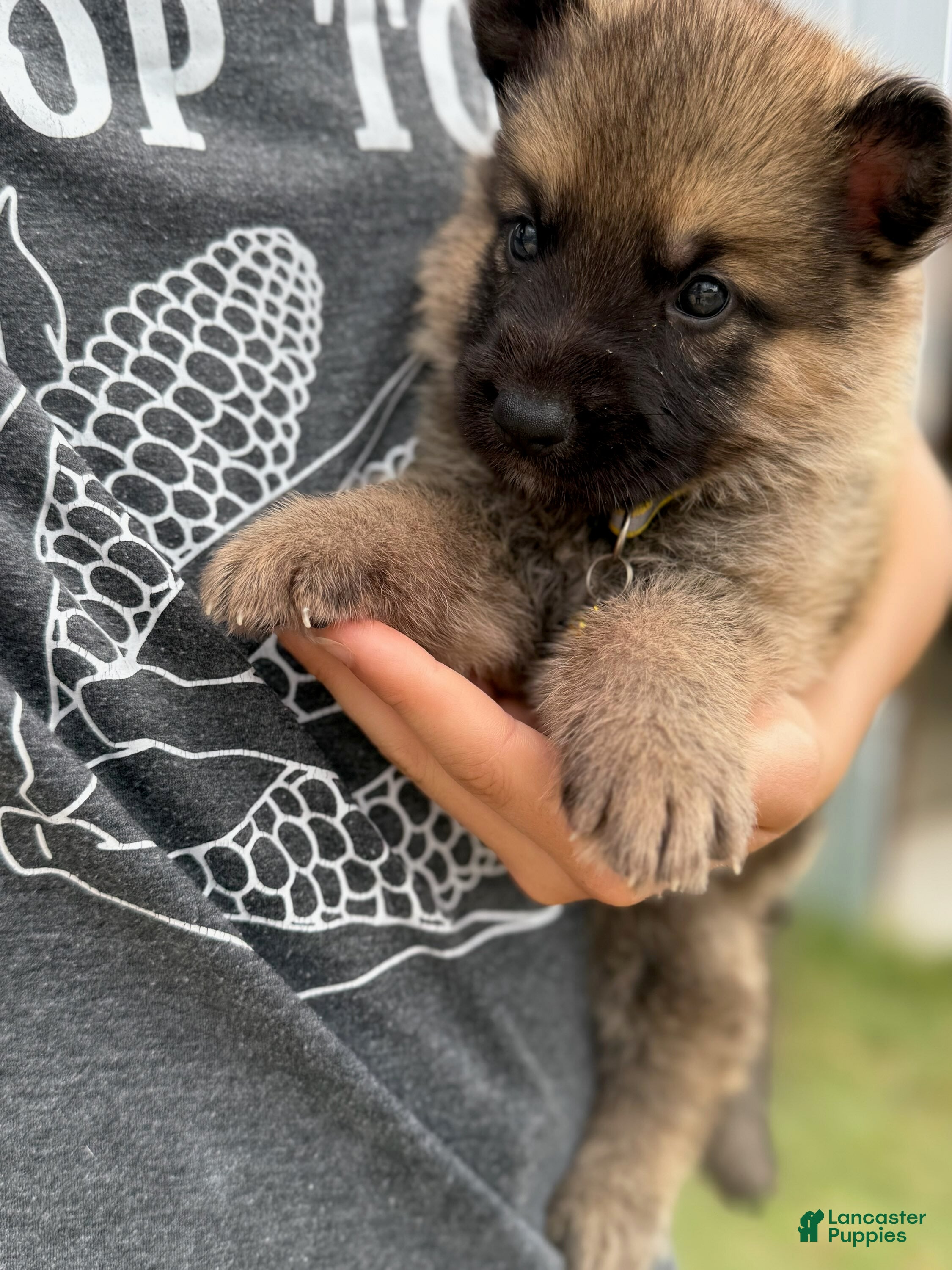 German Shepherd dogs Boy 1 - Ad 1