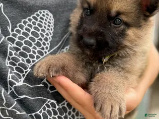 German Shepherd dogs Boy 1 - Ad 1