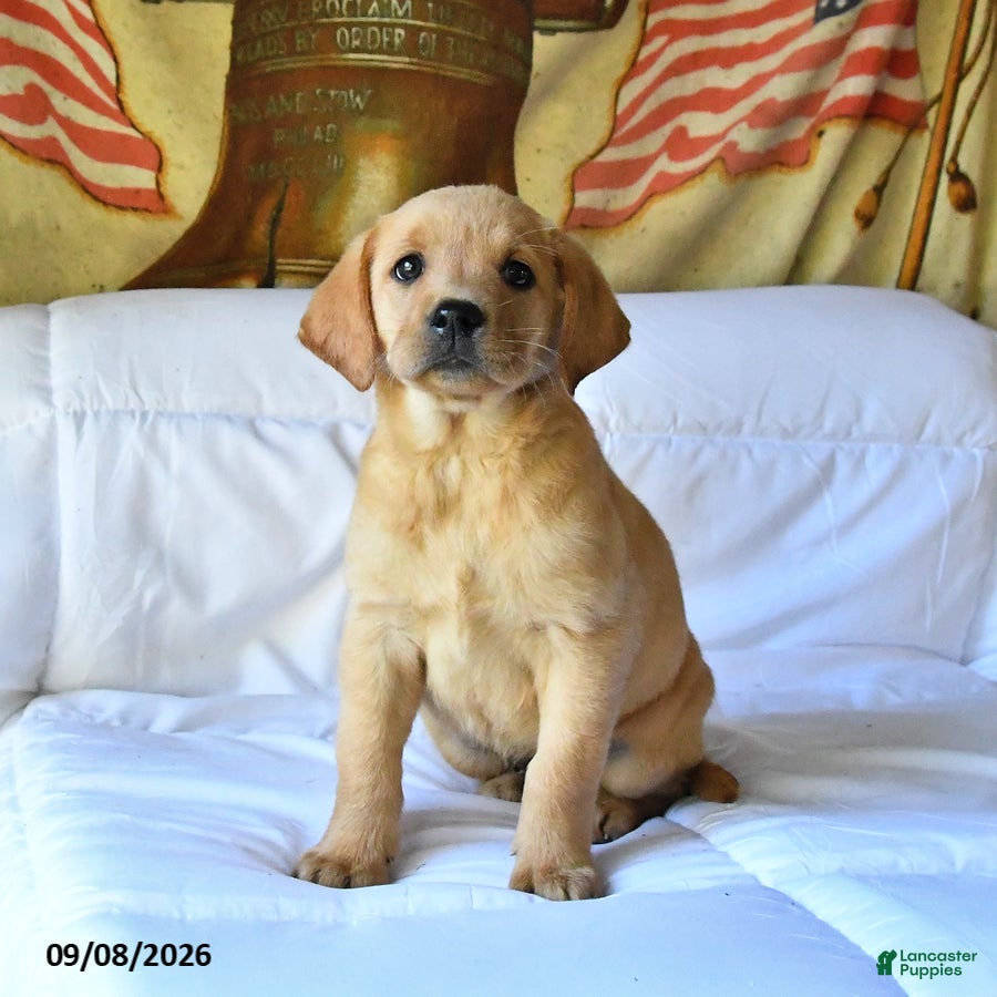 Labrador Retriever dogs Rosie - Ad 1