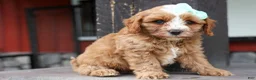 Cavapoo dogs for sale: Violet 💗 - Ad 16
