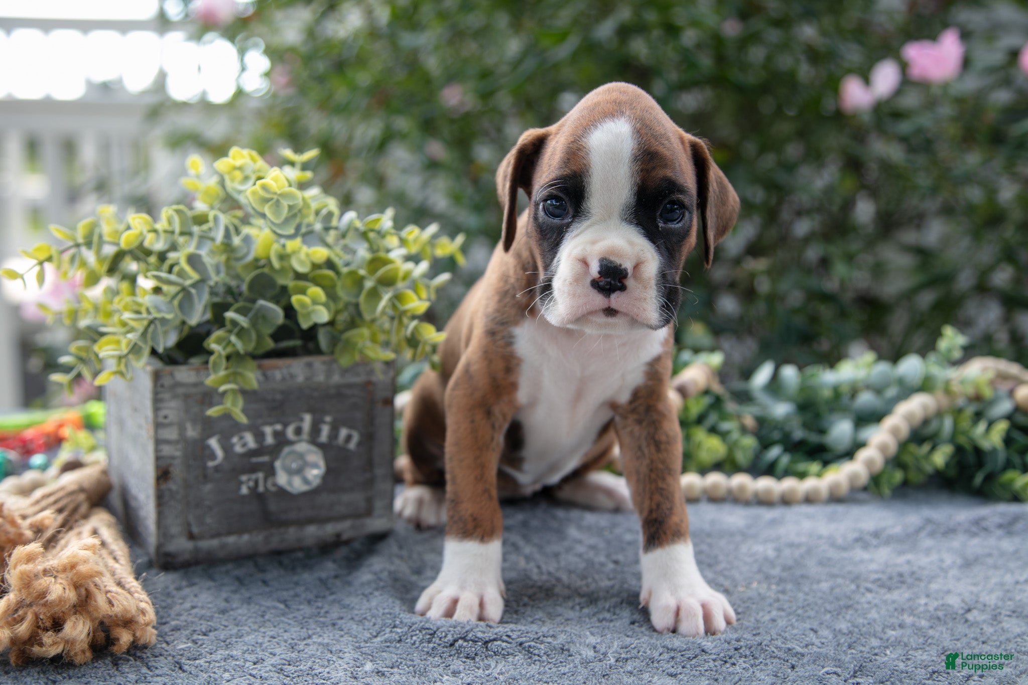 Boxer dogs Paige - Ad 38