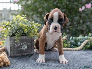 Boxer dogs Paige - Ad 30
