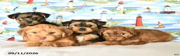 Yorkshire Terrier dogs for sale: Charmer - Ad 5