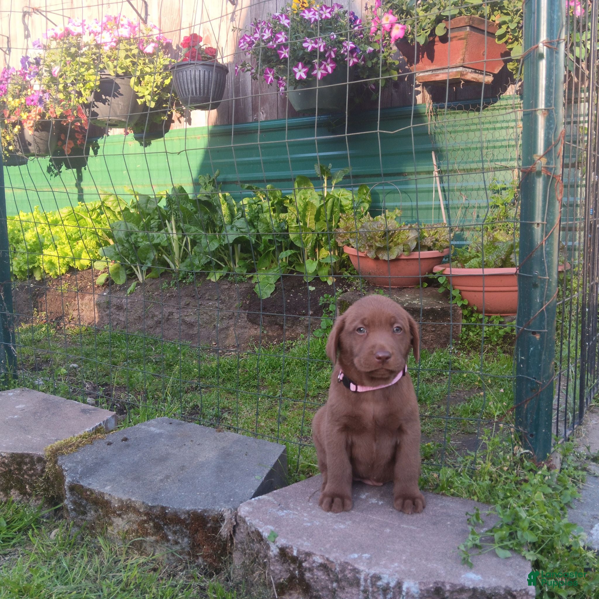 Labrador Retriever dogs Labrador Retriever 3 - Ad 40
