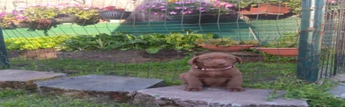 Labrador Retriever 3