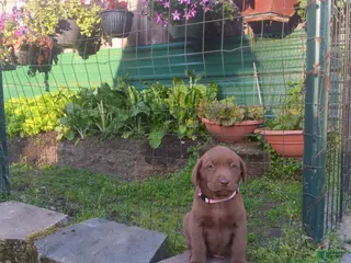 Labrador Retriever dogs Labrador Retriever 3 - Ad 40