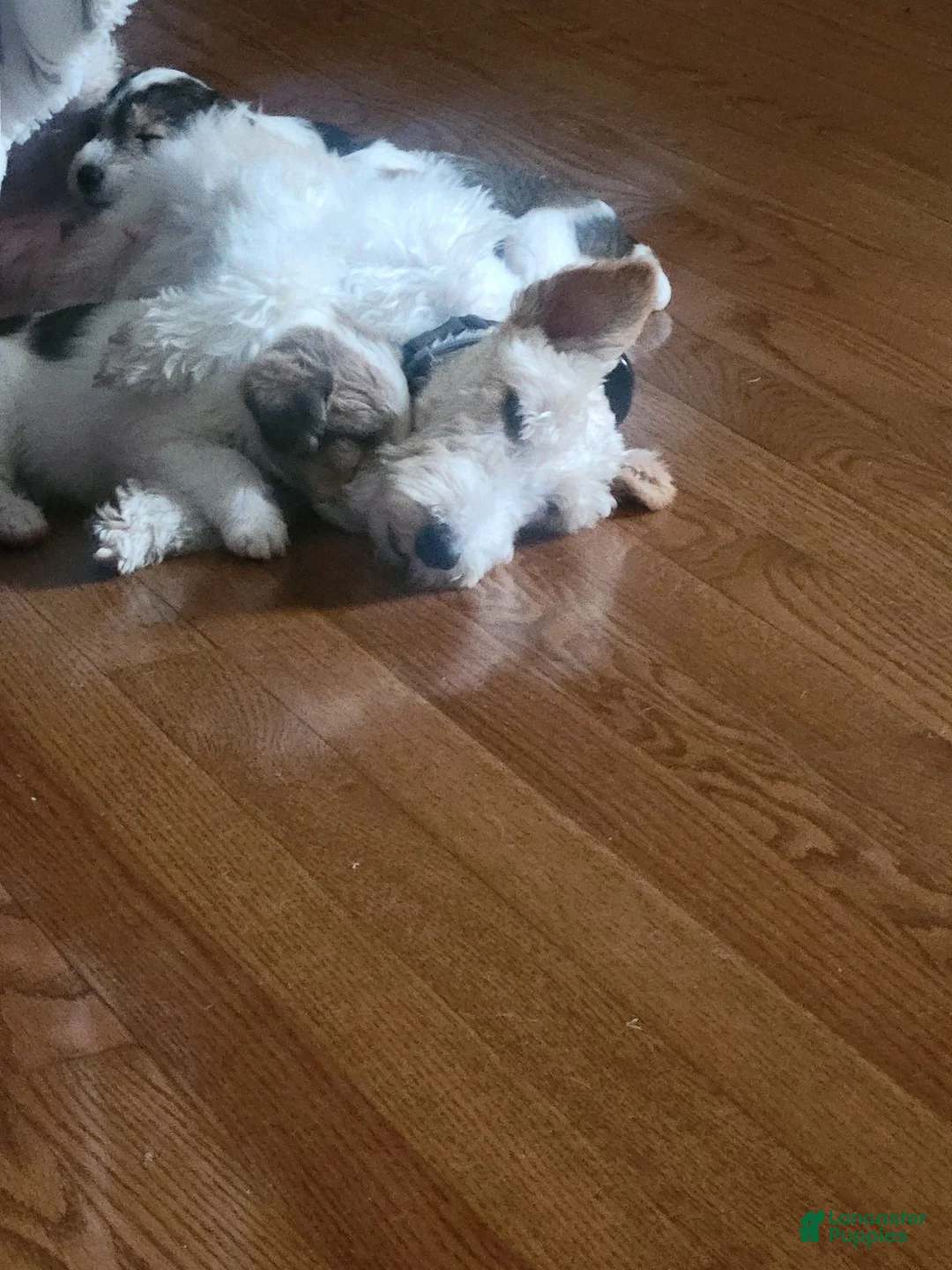 Wire Fox Terrier dogs for sale: Wire Fox Terrier 1 - Ad 2