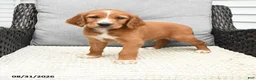 Mixed Breed dogs for sale: Nick  - Ad 3