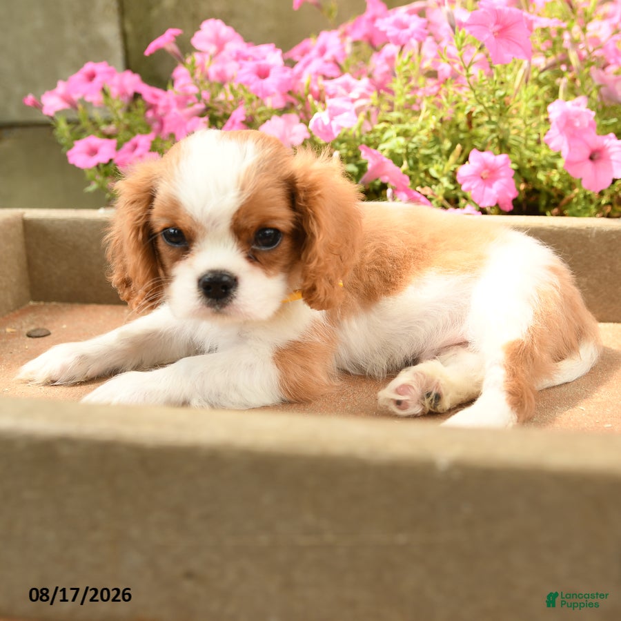 Cavalier King Charles Spaniel dogs Timmy - Ad 2