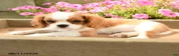Cavalier King Charles Spaniel dogs for sale: Timmy - Ad 2