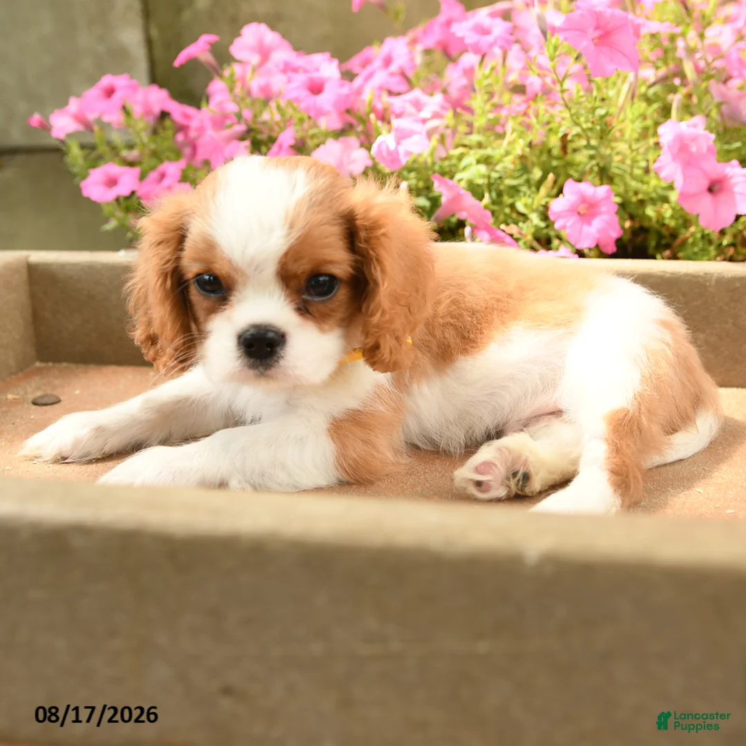 Cavalier King Charles Spaniel dogs for sale: Timmy - Ad 2