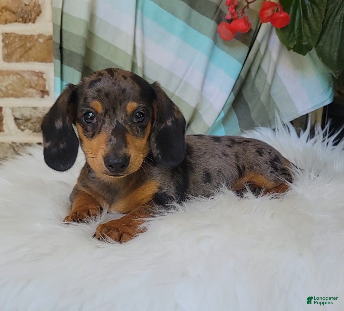 Miniature Dachshund dogs Trigger  - Ad 2