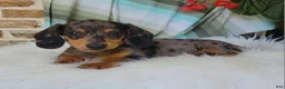 Miniature Dachshund dogs for sale: Trigger  - Ad 1