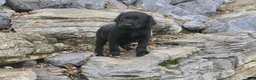 Labrador Retriever dogs for sale: Sally Labrador Retriever  - Ad 7