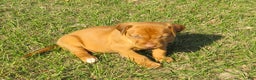 Rhodesian Ridgeback dogs for sale: Rhodesian Ridgeback Puppy 2 - Ad 2