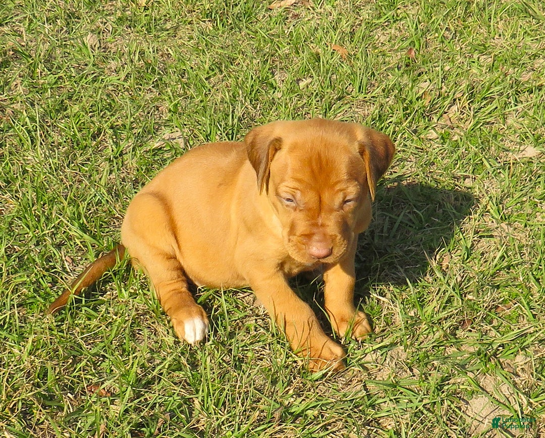 Rhodesian Ridgeback dogs for sale: Rhodesian Ridgeback Puppy 2 - Ad 2