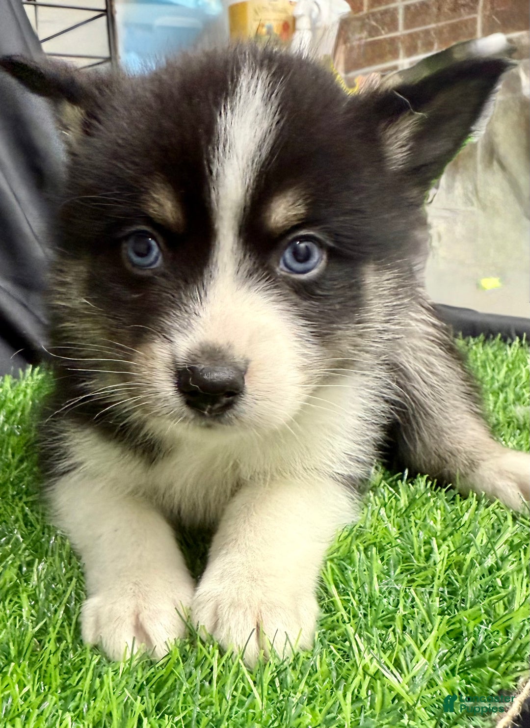 Mixed Breed dogs for sale: Nick - Ad 8