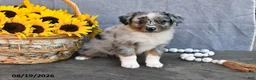 Australian Shepherd dogs for sale: Twila - Ad 4
