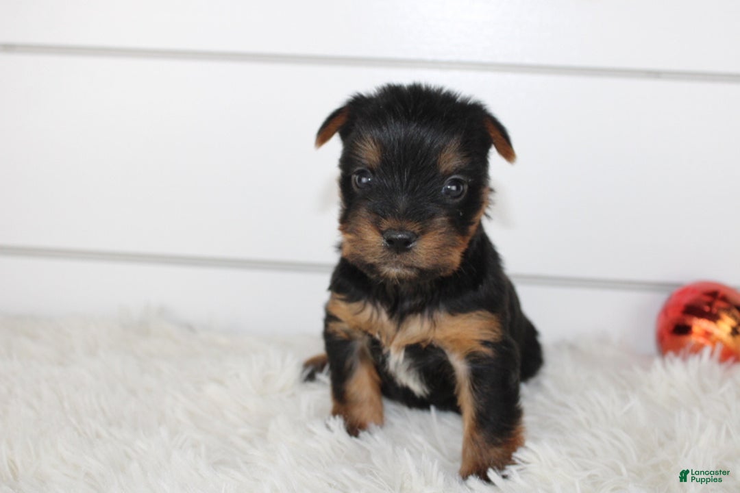 Yorkshire Terrier dogs for sale: CARTER - Ad 2