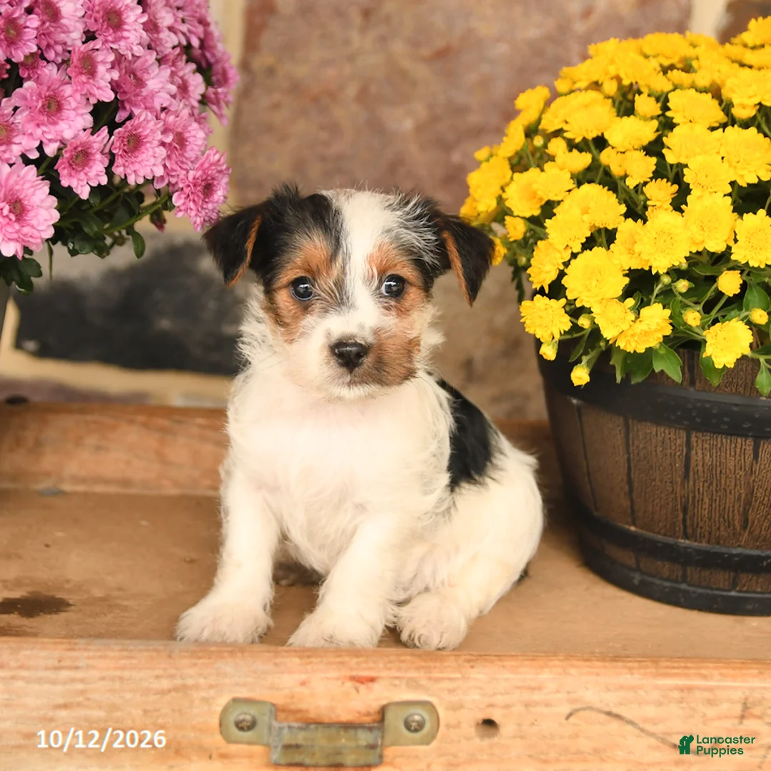 Shorkie dogs for sale: Abby - Ad 3