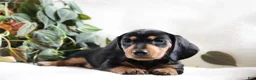 Miniature Dachshund dogs for sale: Duke - Ad 1
